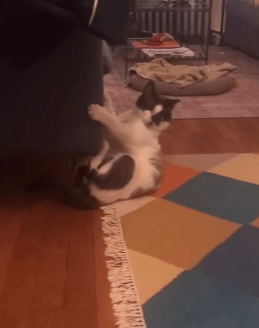 4.gif