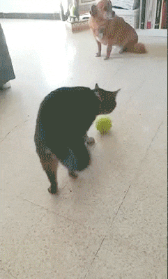 6.gif