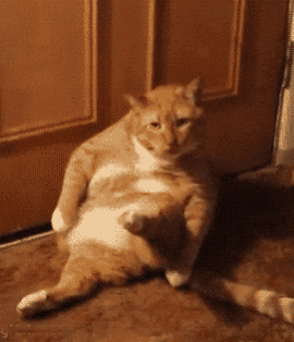 고장난고양이2.gif