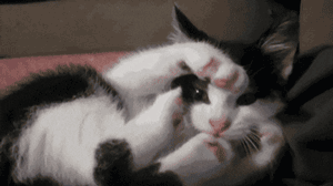 고장난고양이3.gif