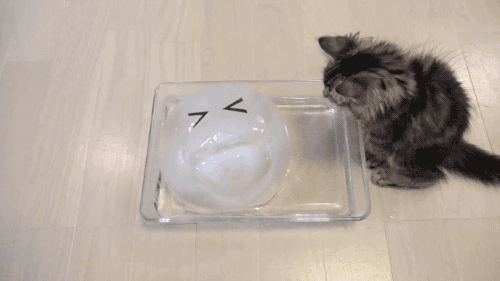 얼음냥이1.gif