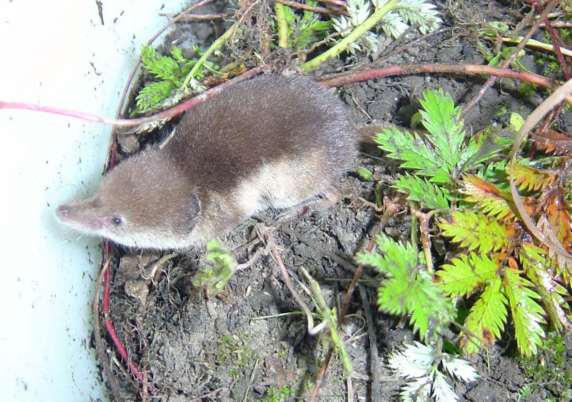 Tundra_shrew_(Sorex_tundrensis).jpg
