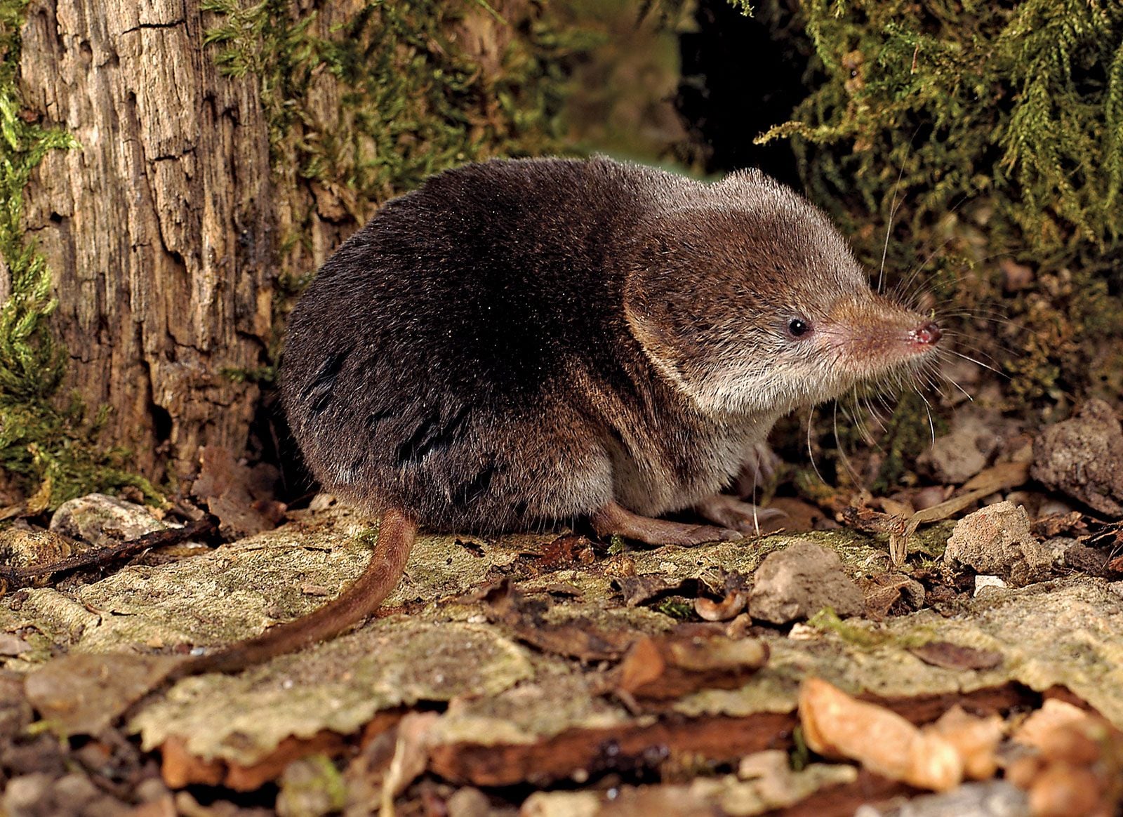 shrew-Eurasian.jpg