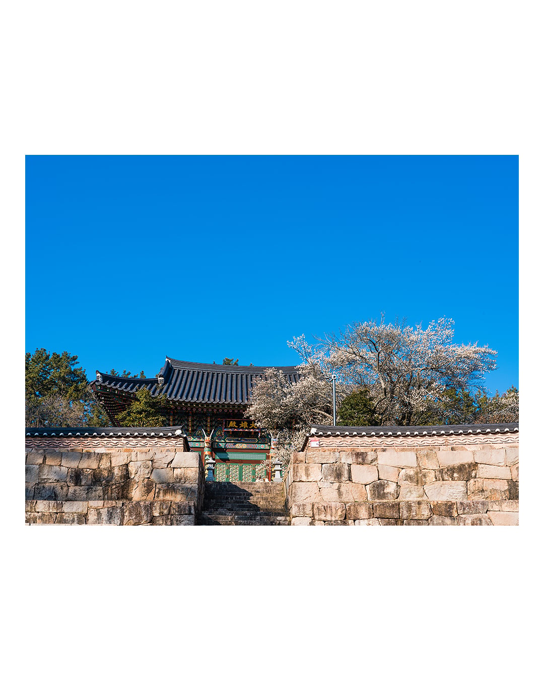 260310 함평 관음사 청매화 2603101632 B0003073.jpg