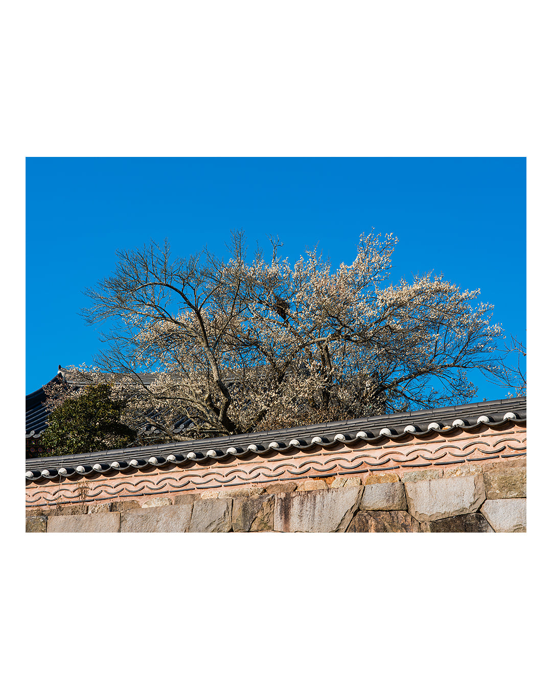 260310 함평 관음사 청매화 2603101633 B0003077.jpg