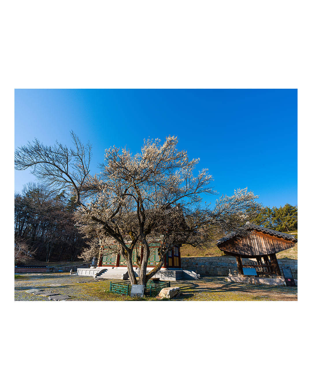 260310 함평 관음사 청매화 2603101636 B0003086.jpg