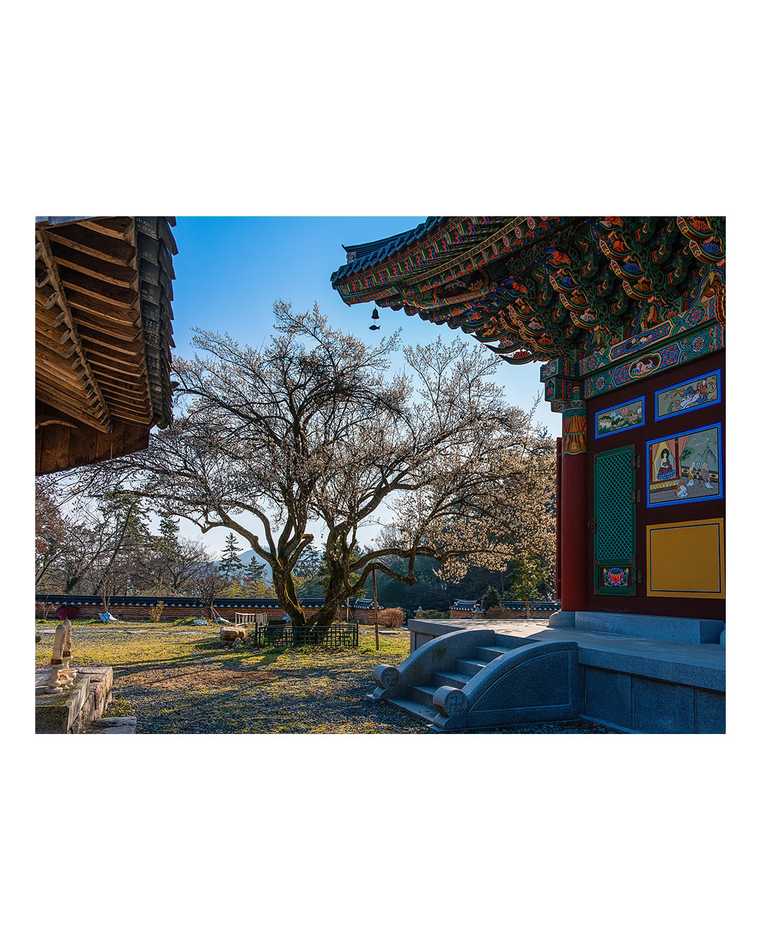 260310 함평 관음사 청매화 2603101642 B0003102.jpg