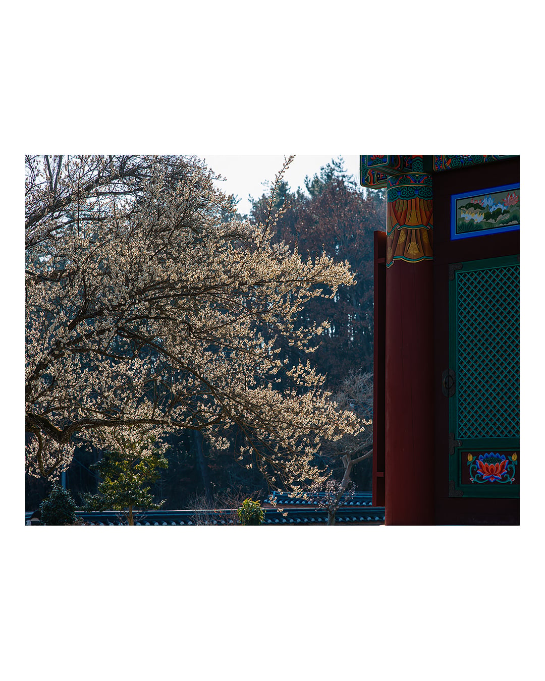 260310 함평 관음사 청매화 2603101643 B0003105.jpg