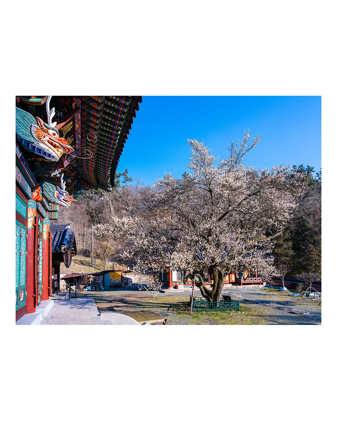 260310 함평 관음사 청매화 2603101646 B0003113.jpg