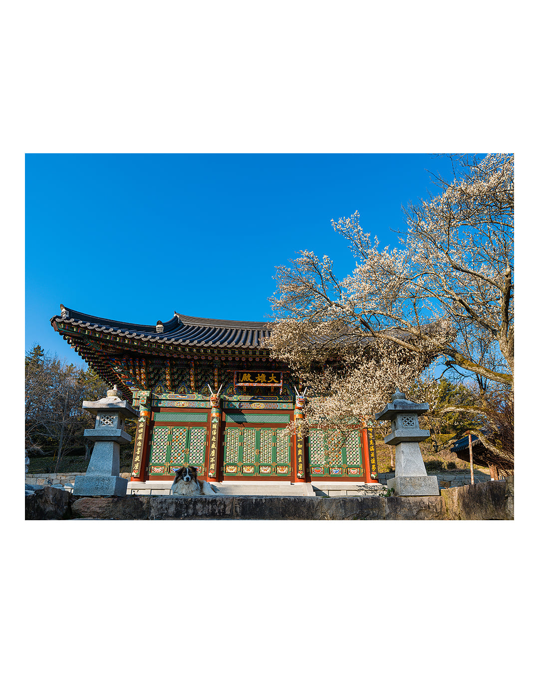 260310 함평 관음사 청매화 2603101652 B0003121.jpg