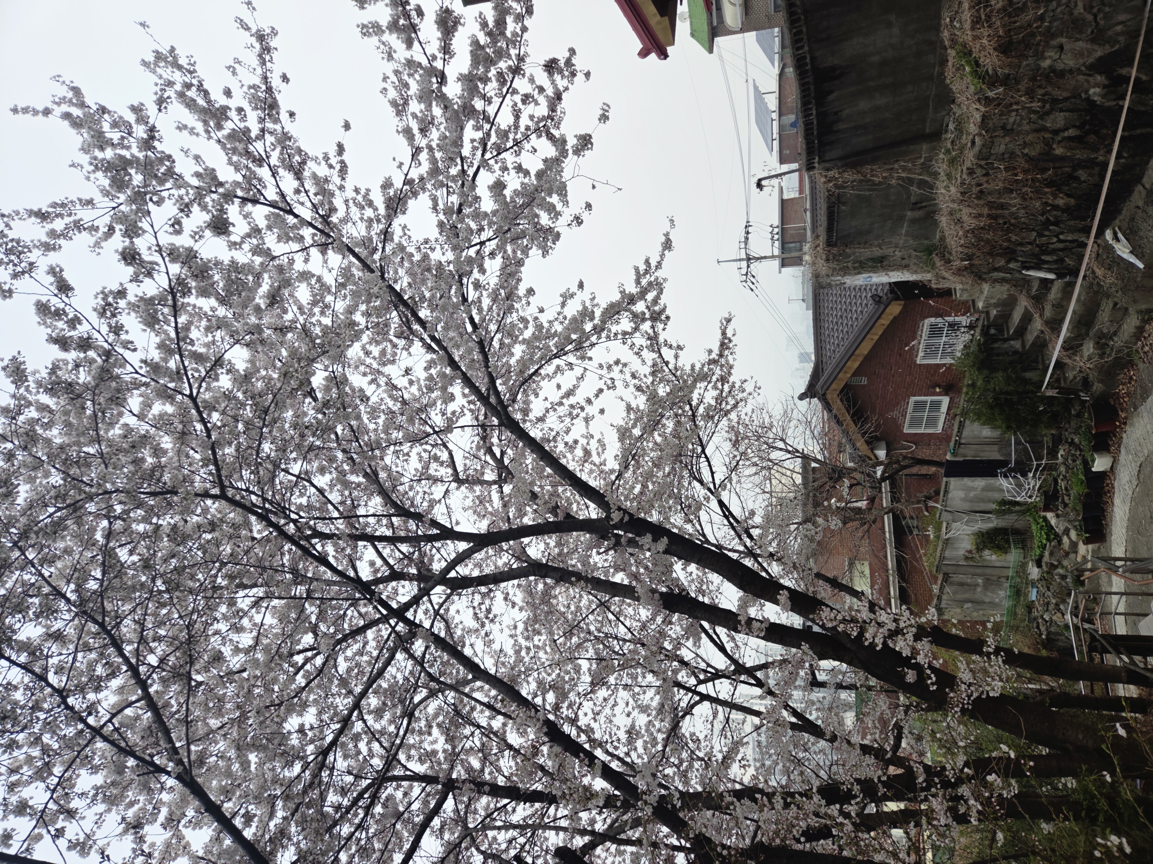 20260403_070950.jpg