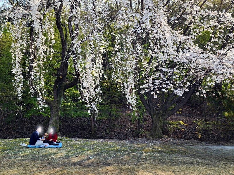 picnic-blur01-800.jpg