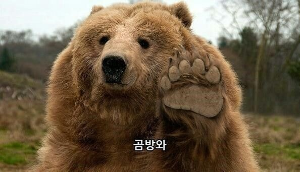 첨부 이미지