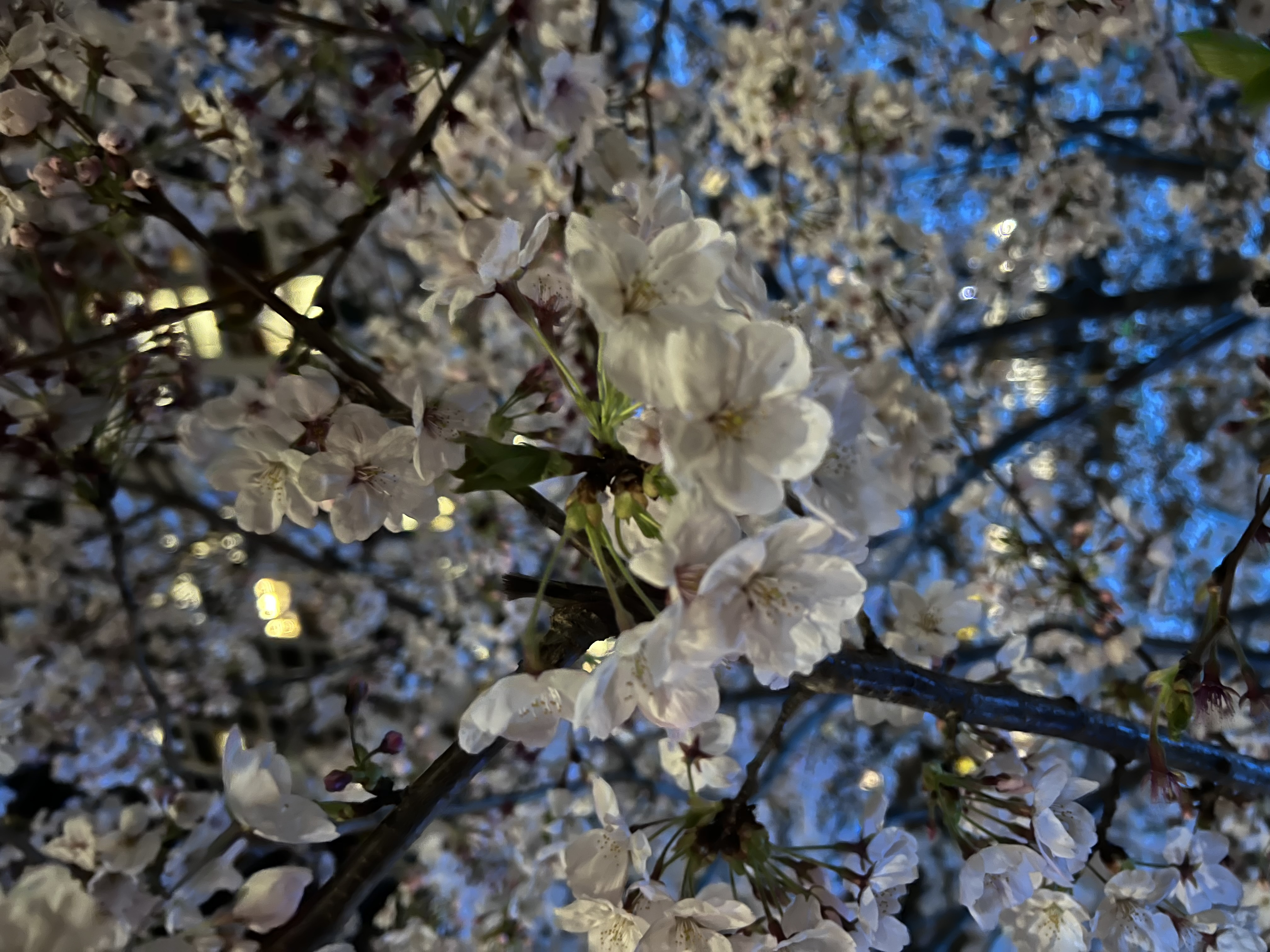 IMG_5659.jpeg