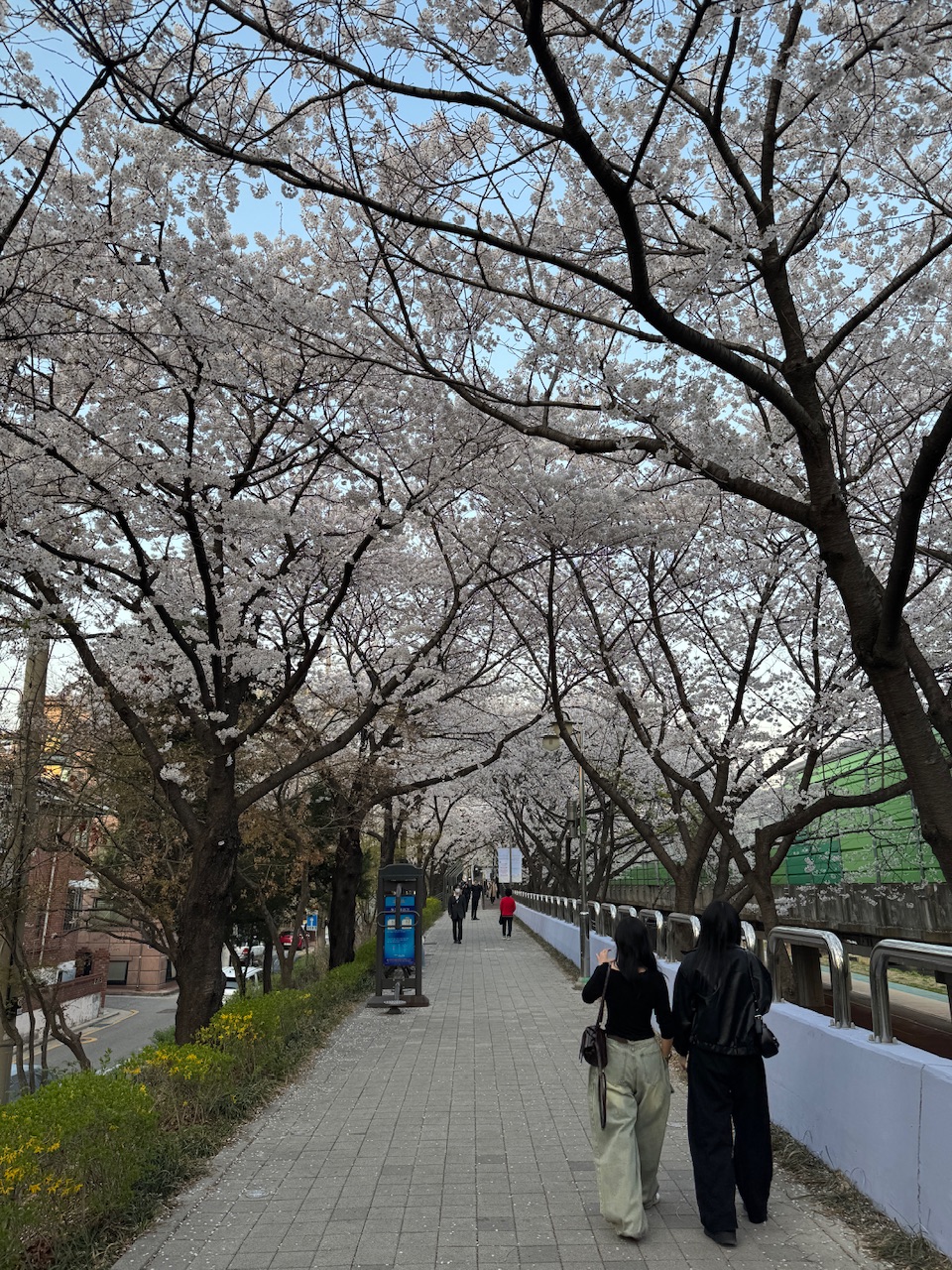 IMG_5187.jpeg