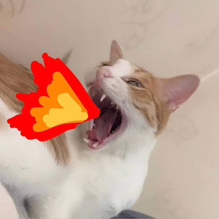 첨부 이미지
