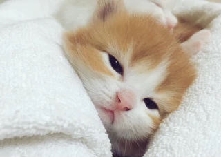 첨부 이미지