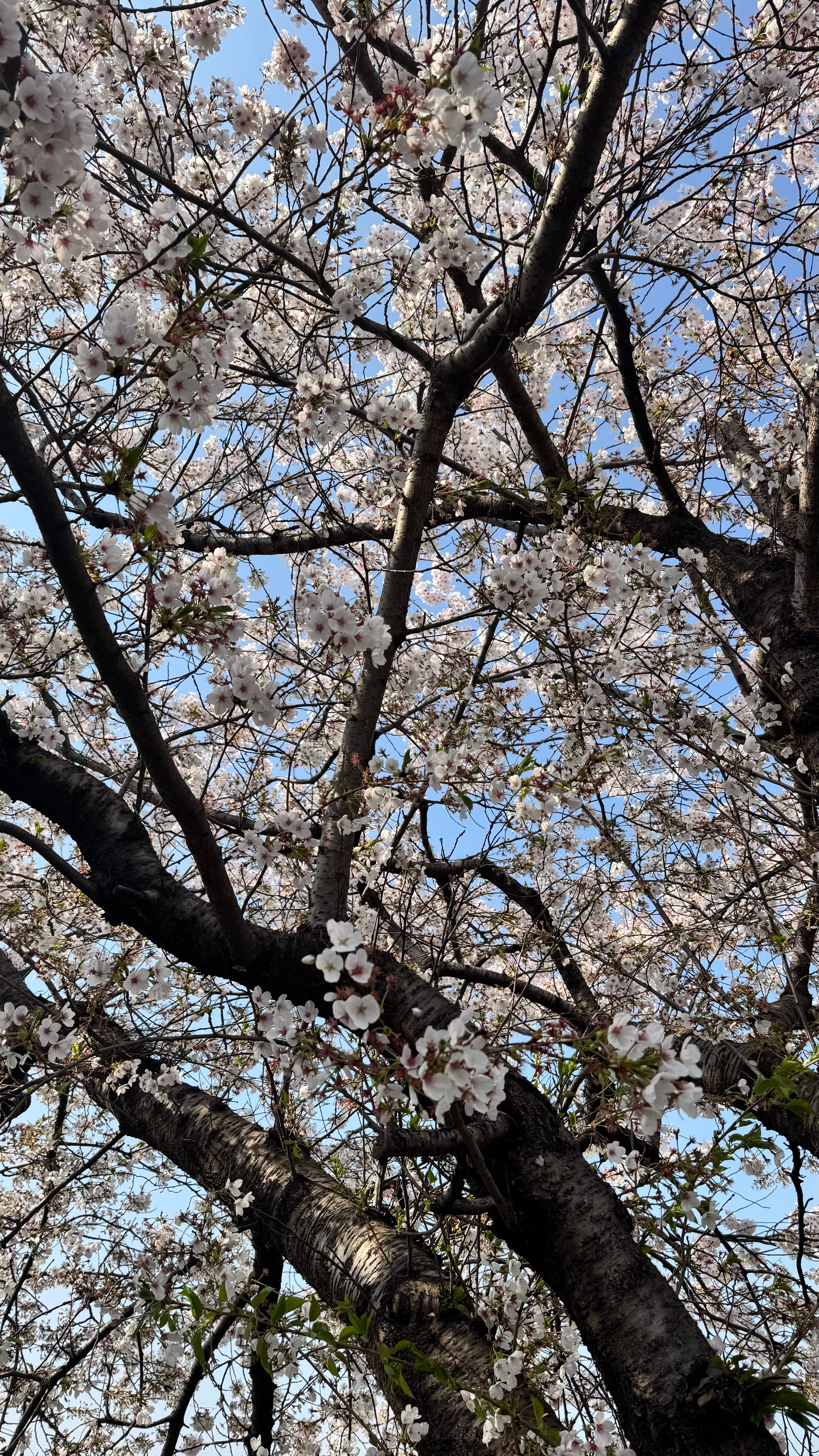 IMG_1761.jpeg