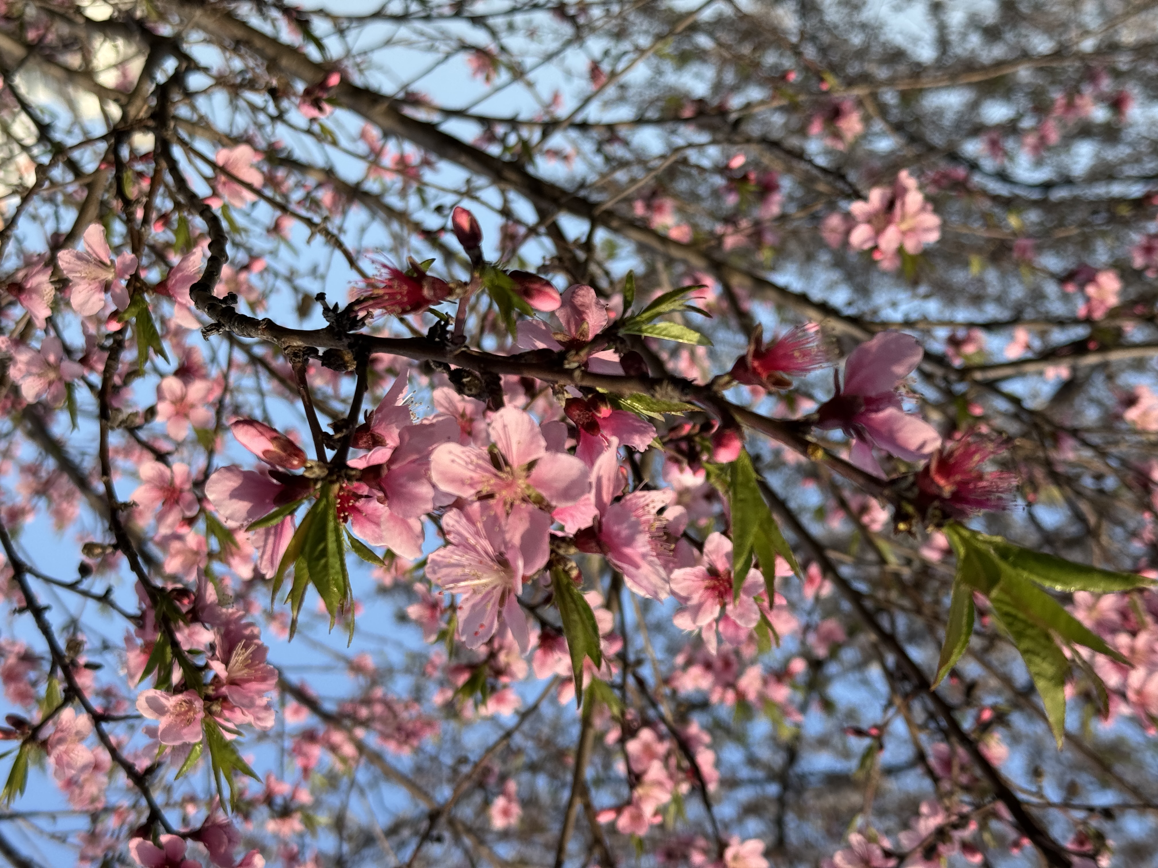 IMG_5595.jpeg