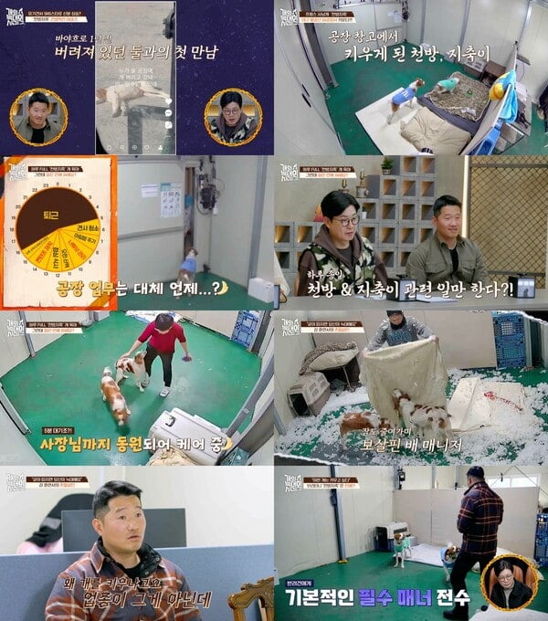 개늑시.jpg