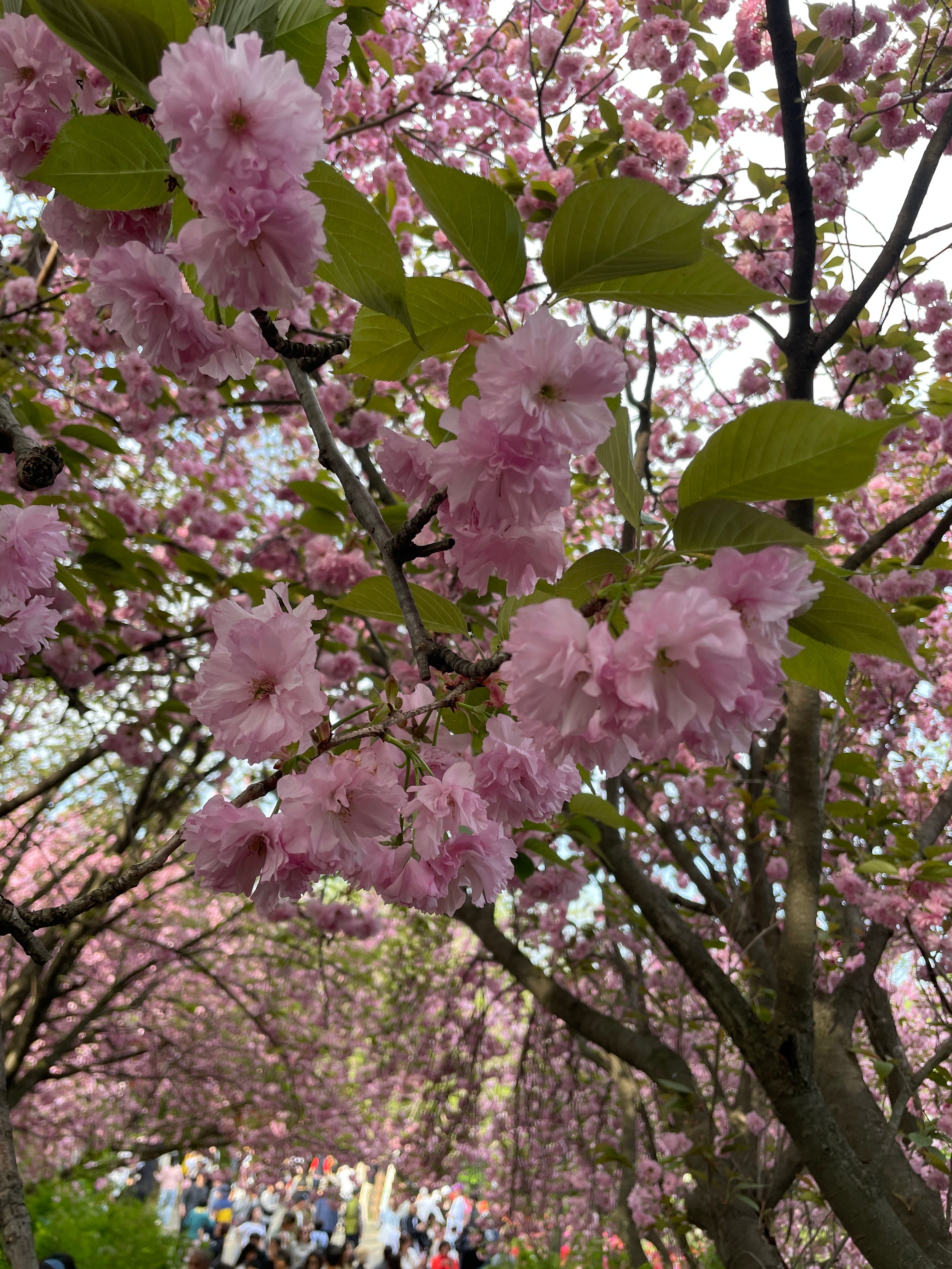 IMG_0955.jpeg