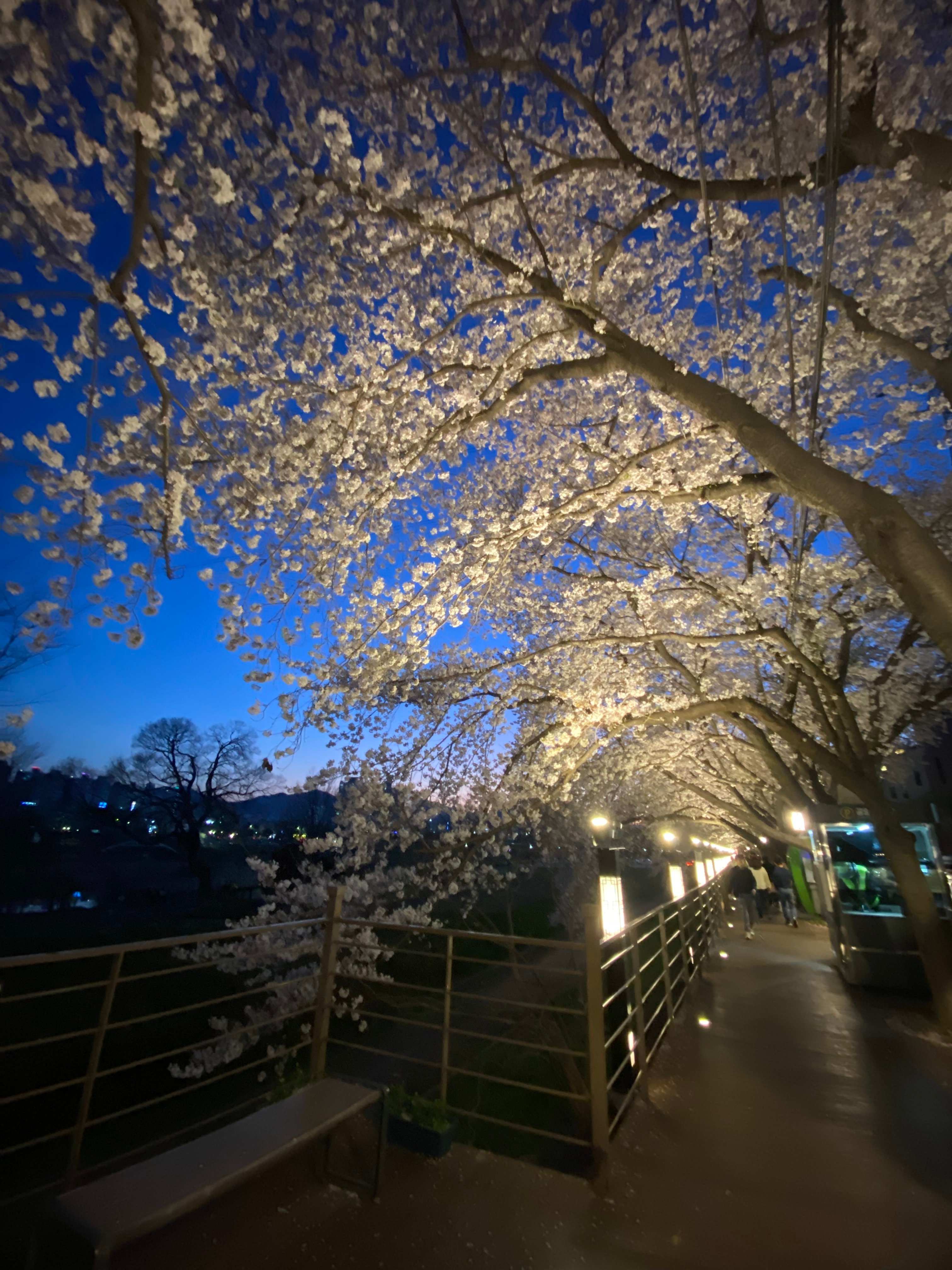 IMG_9567.jpeg