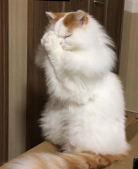 첨부 이미지