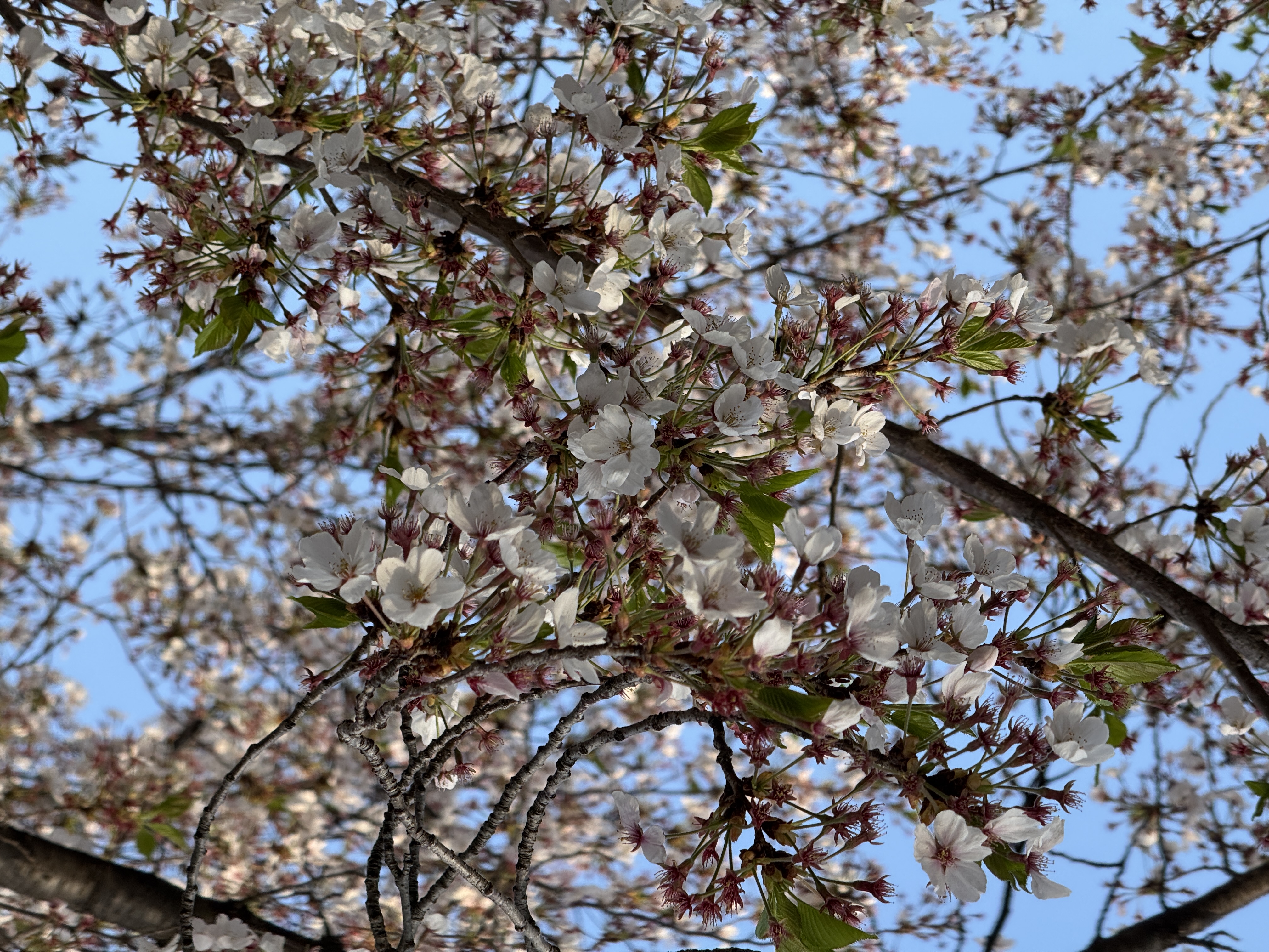 IMG_5597.jpeg