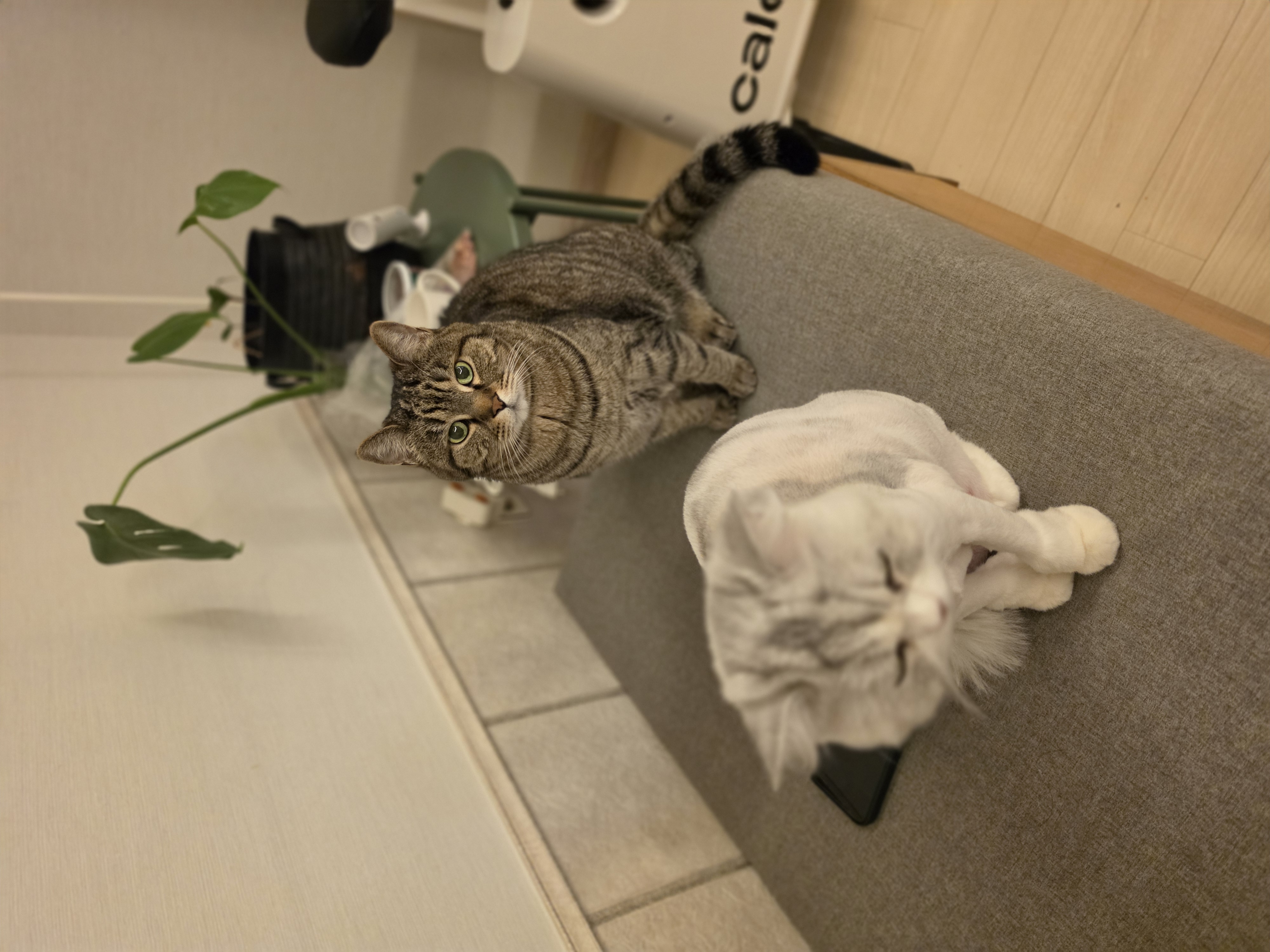 첨부 이미지