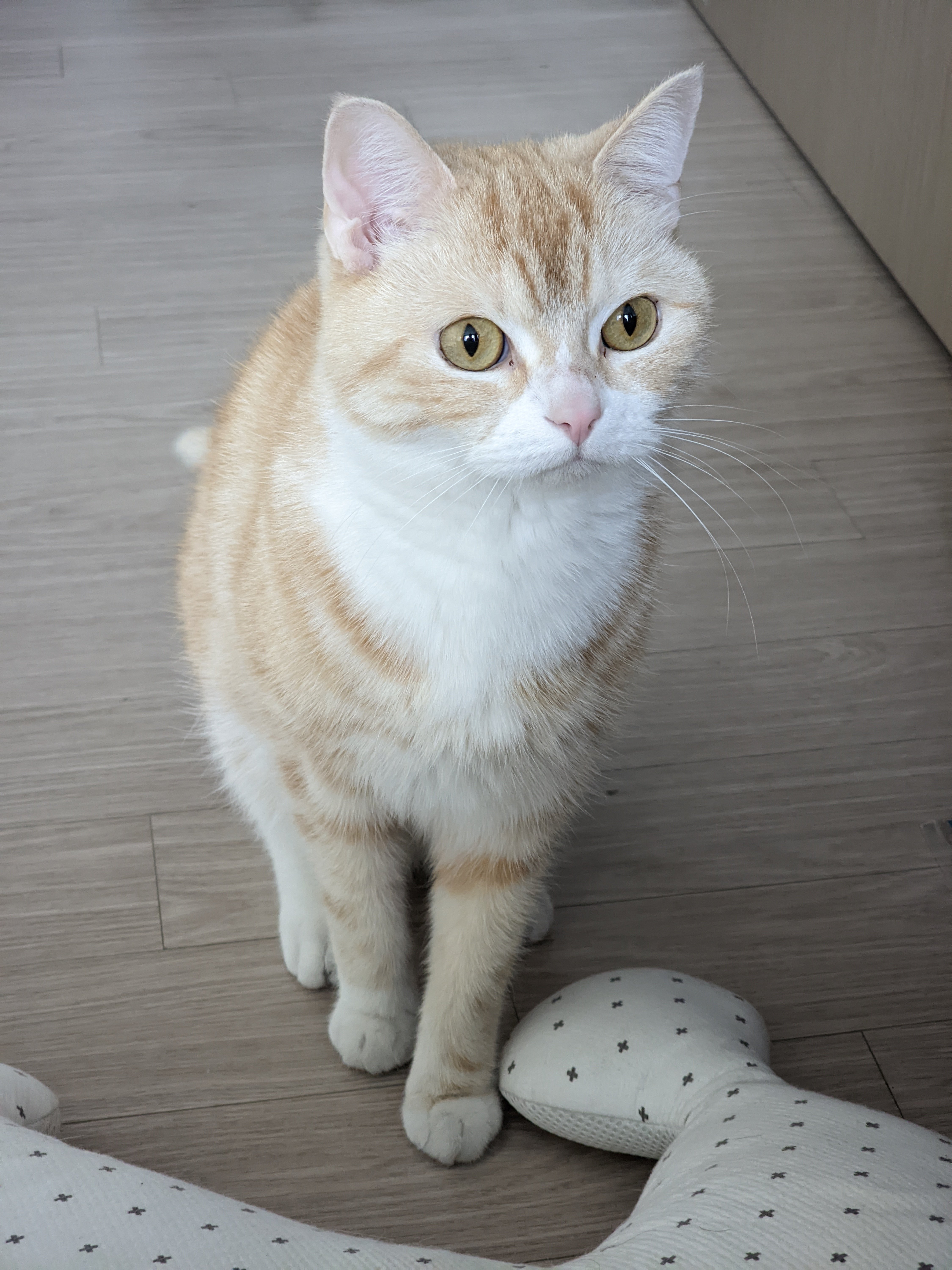 첨부 이미지