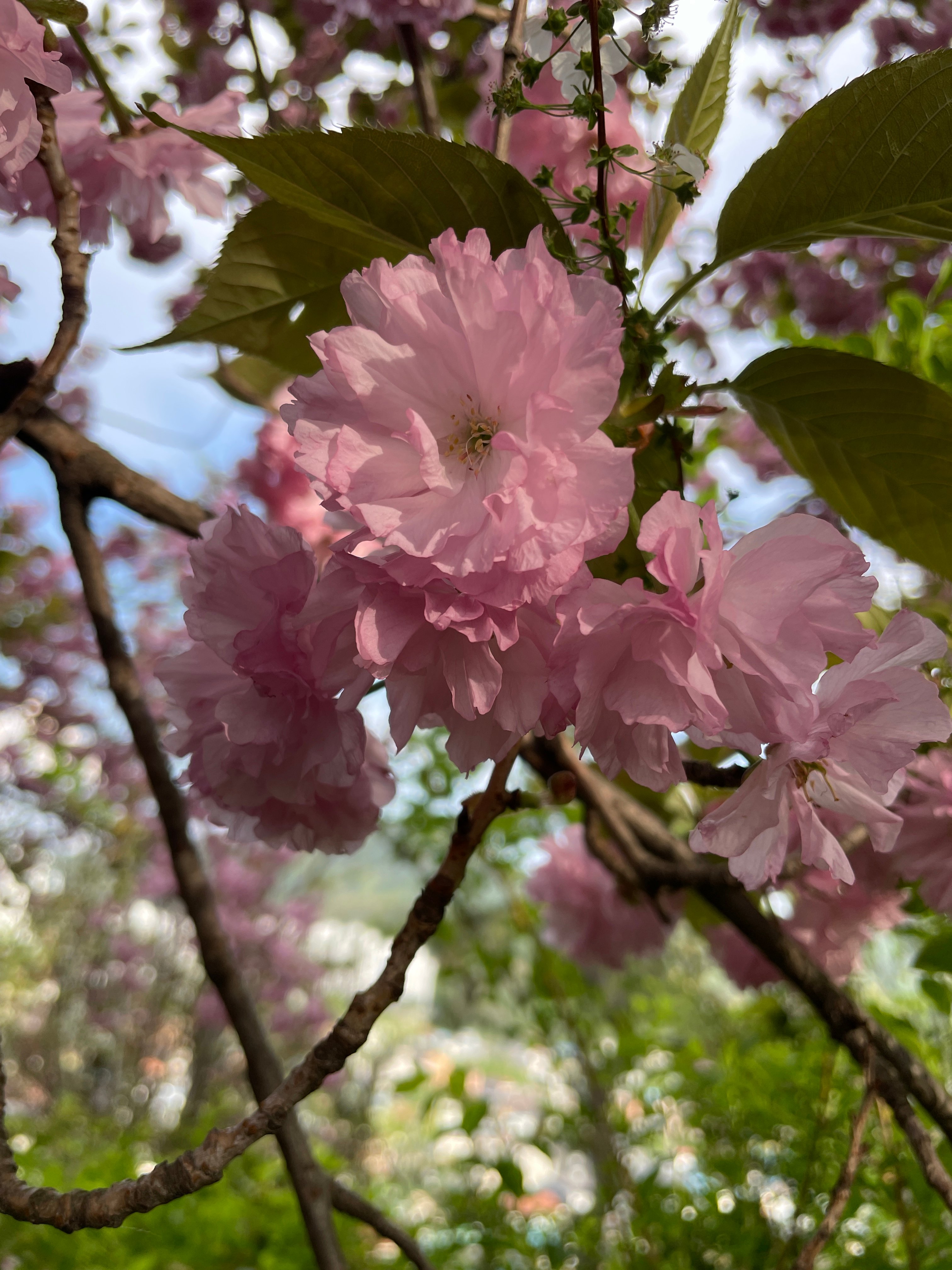IMG_0954.jpeg