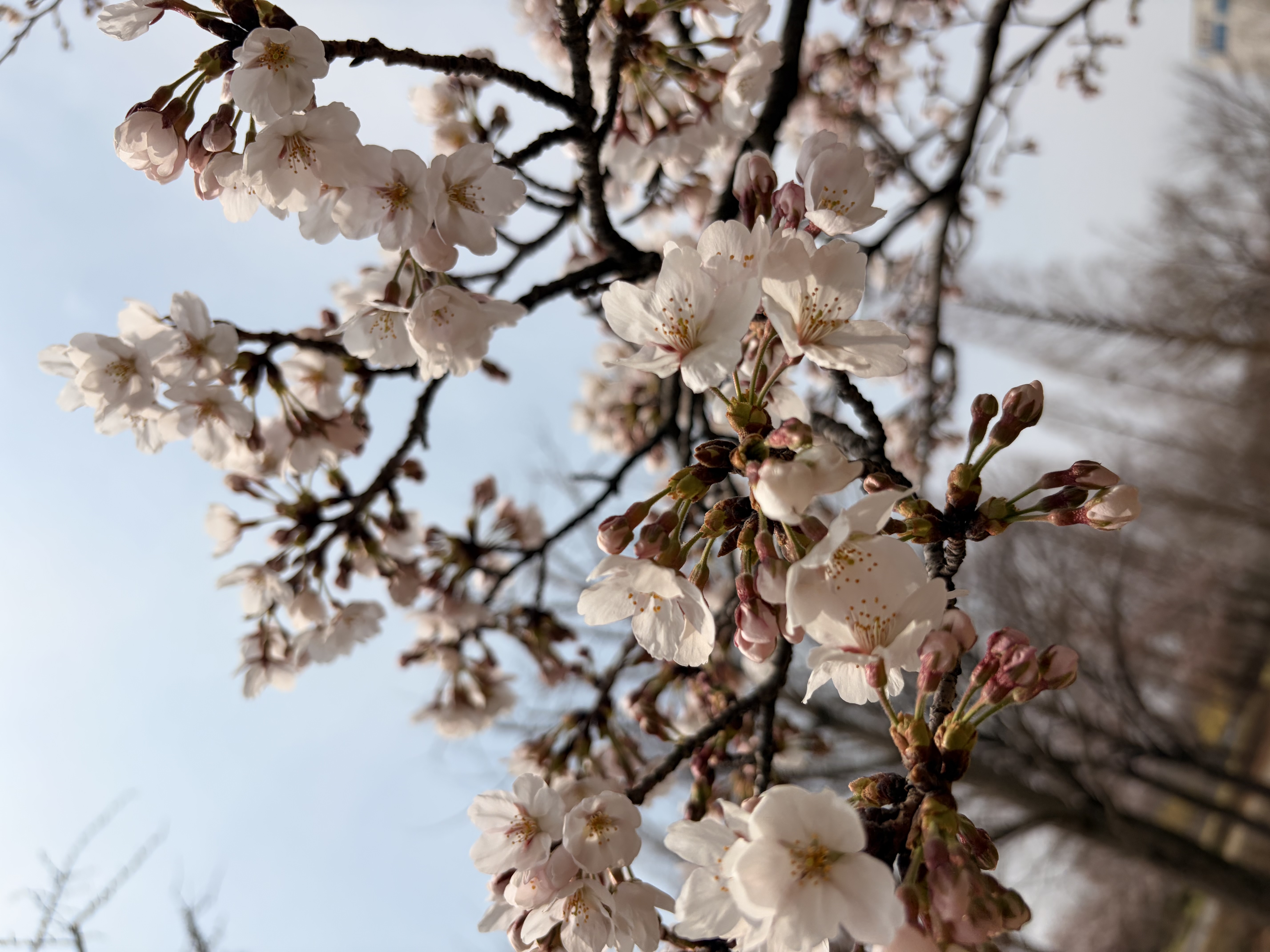 IMG_1746.jpeg