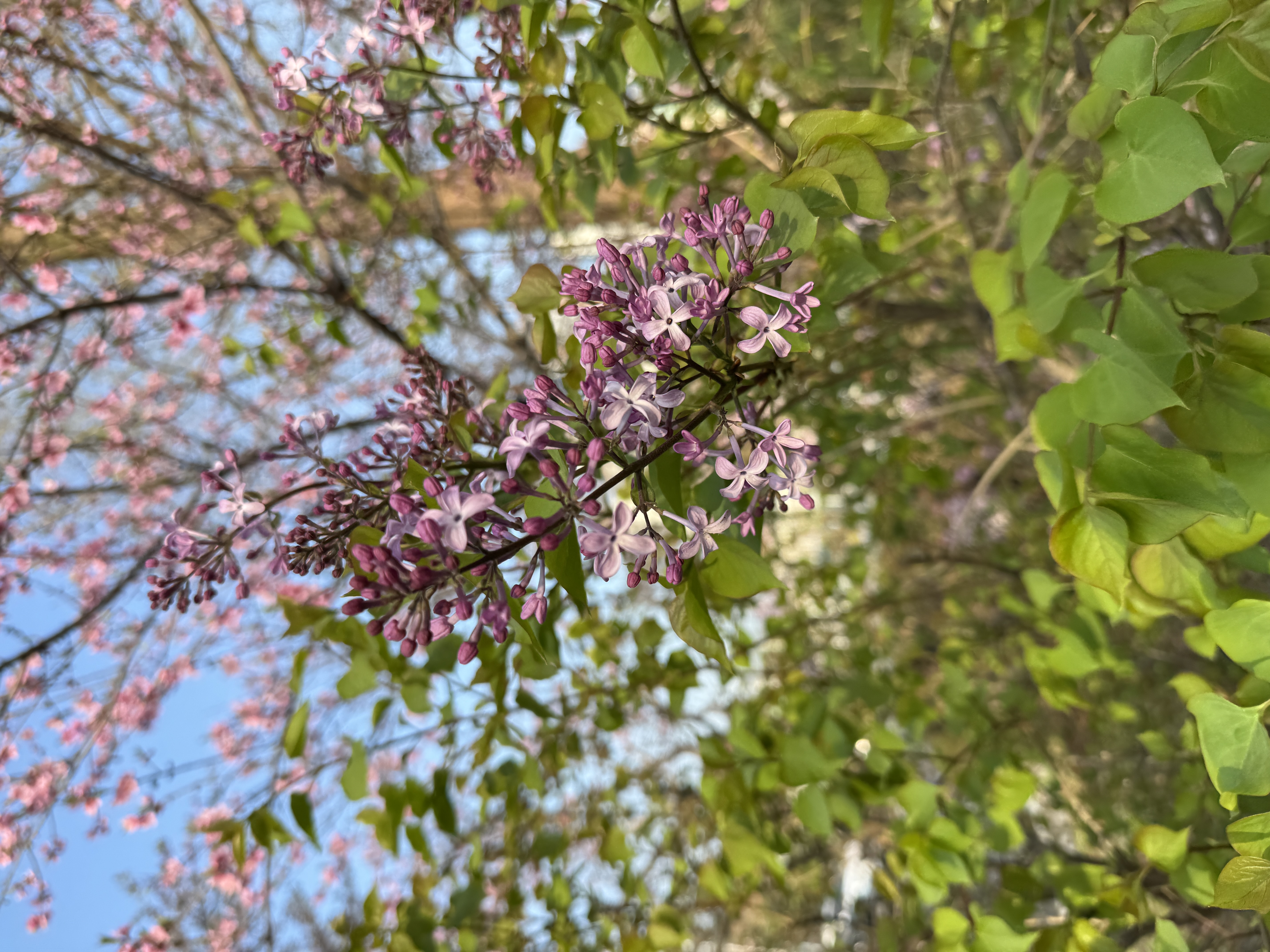 IMG_5594.jpeg