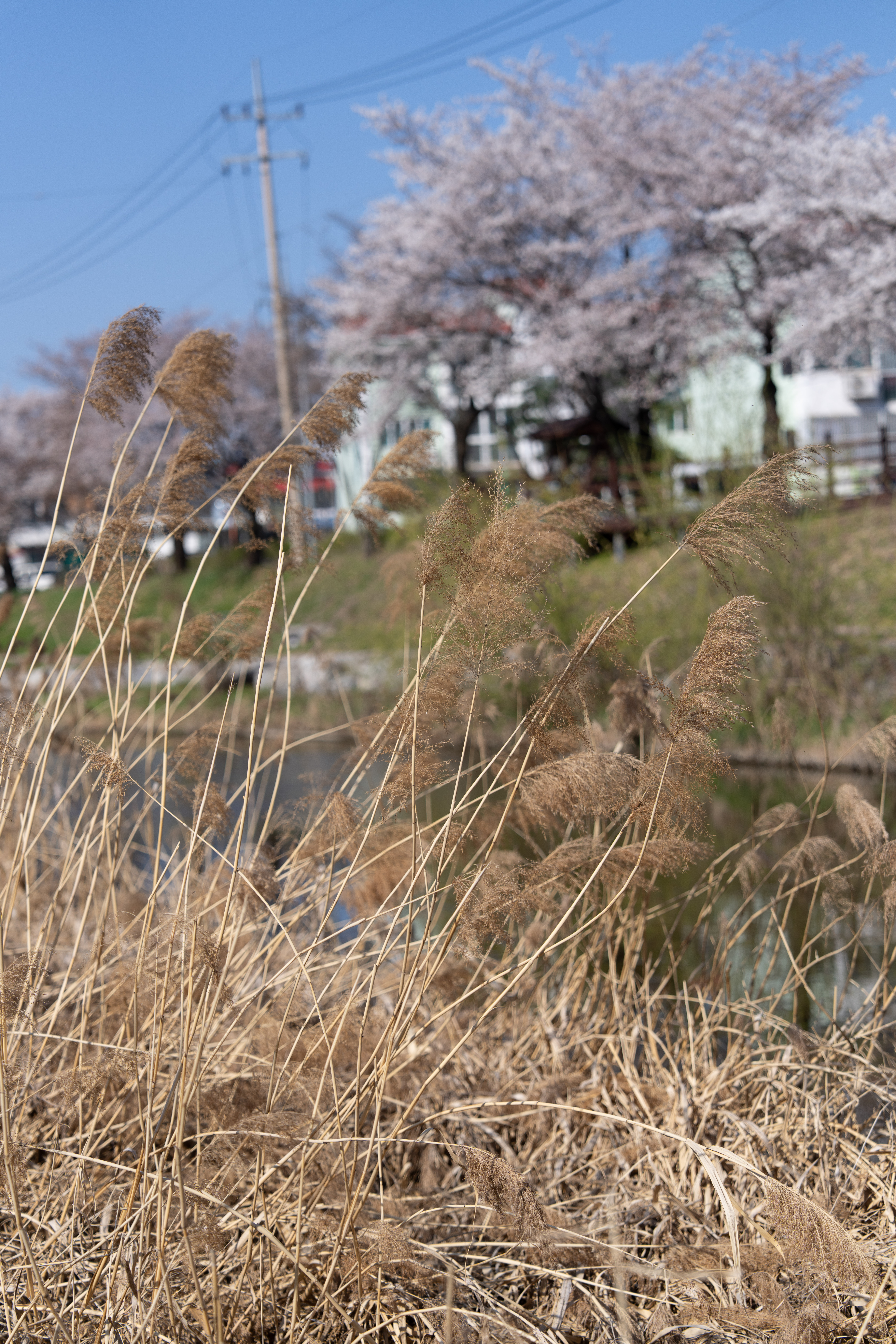 _DSC8399.jpg
