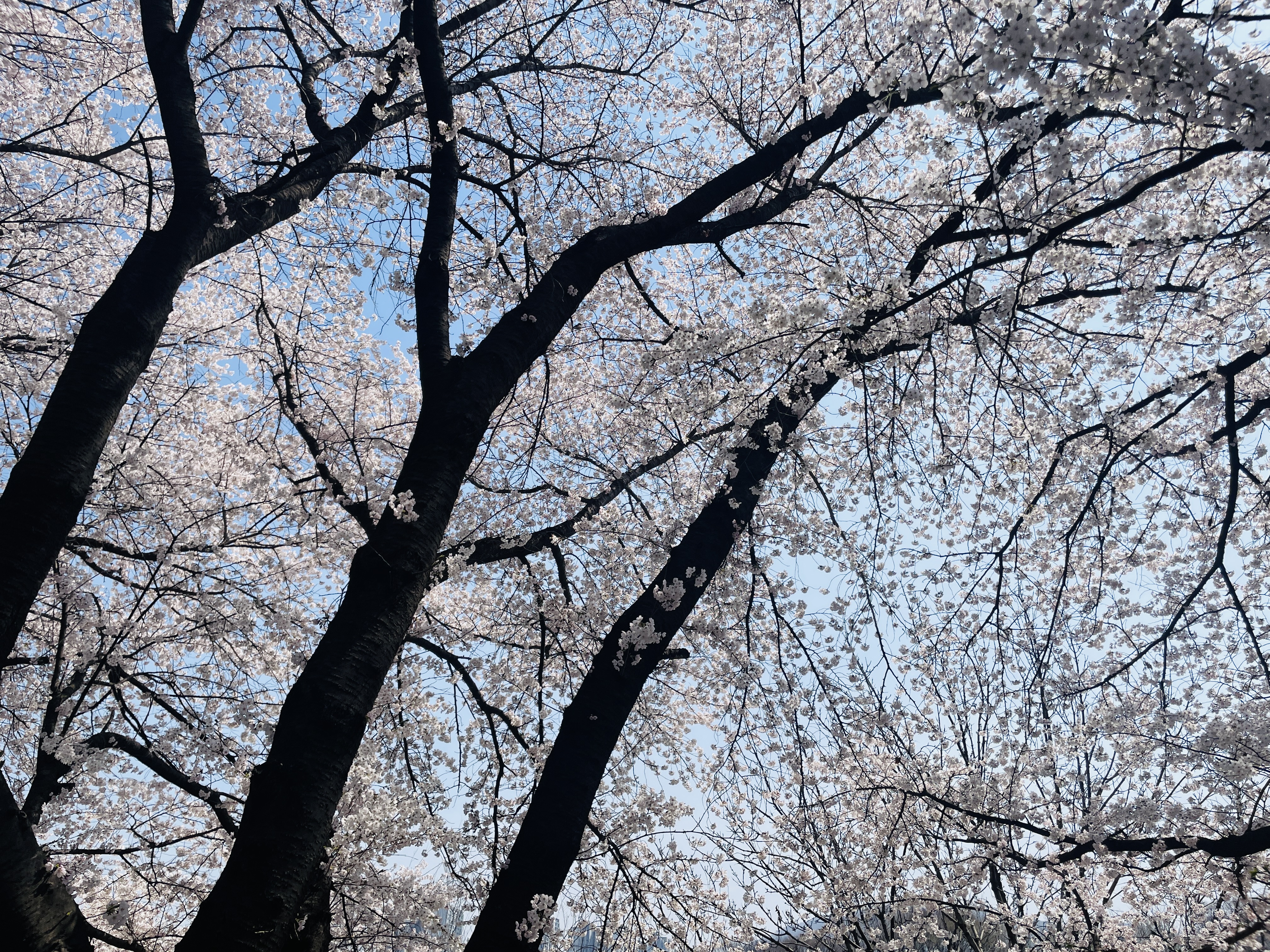 IMG_2353.jpeg