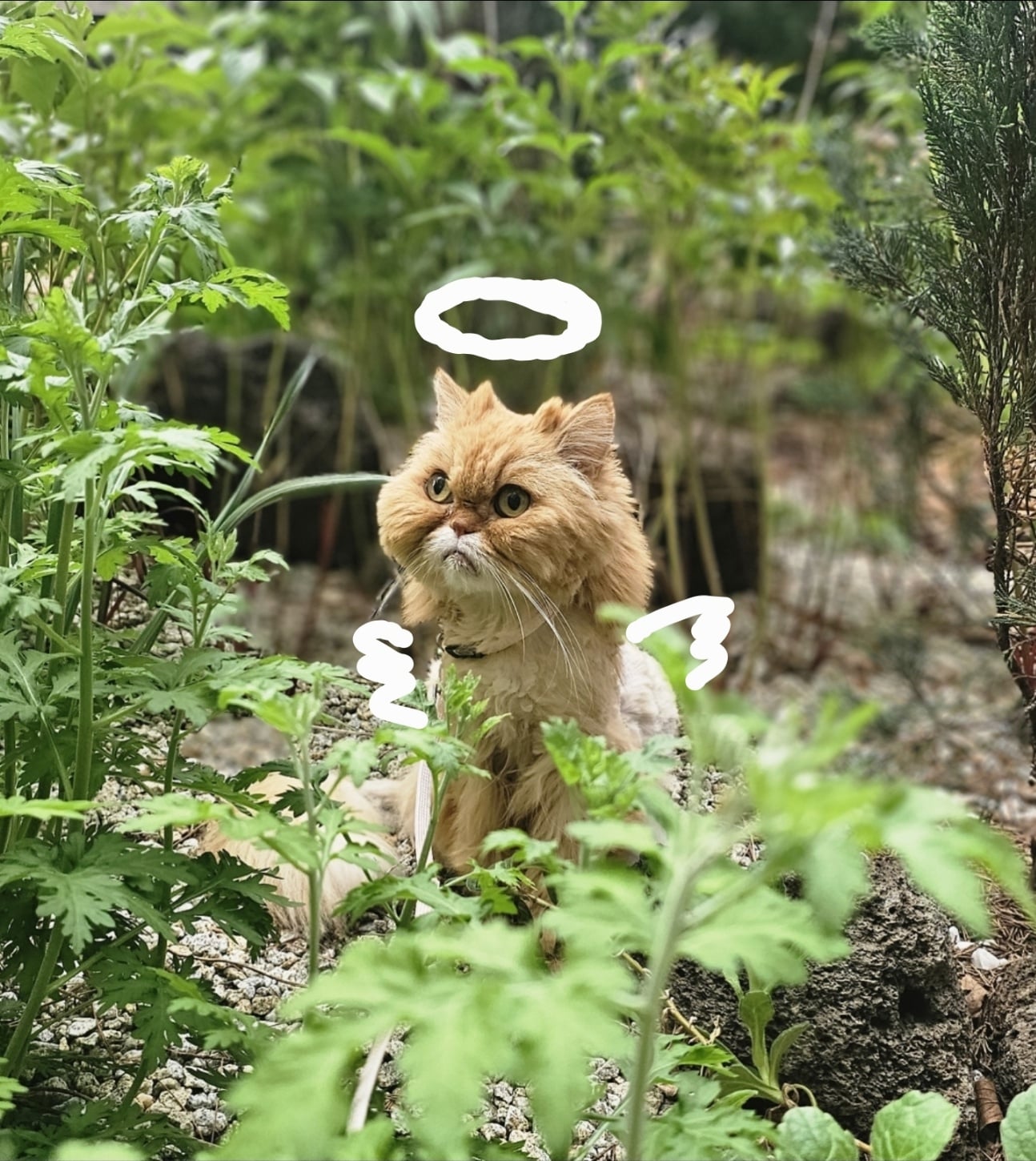 첨부 이미지