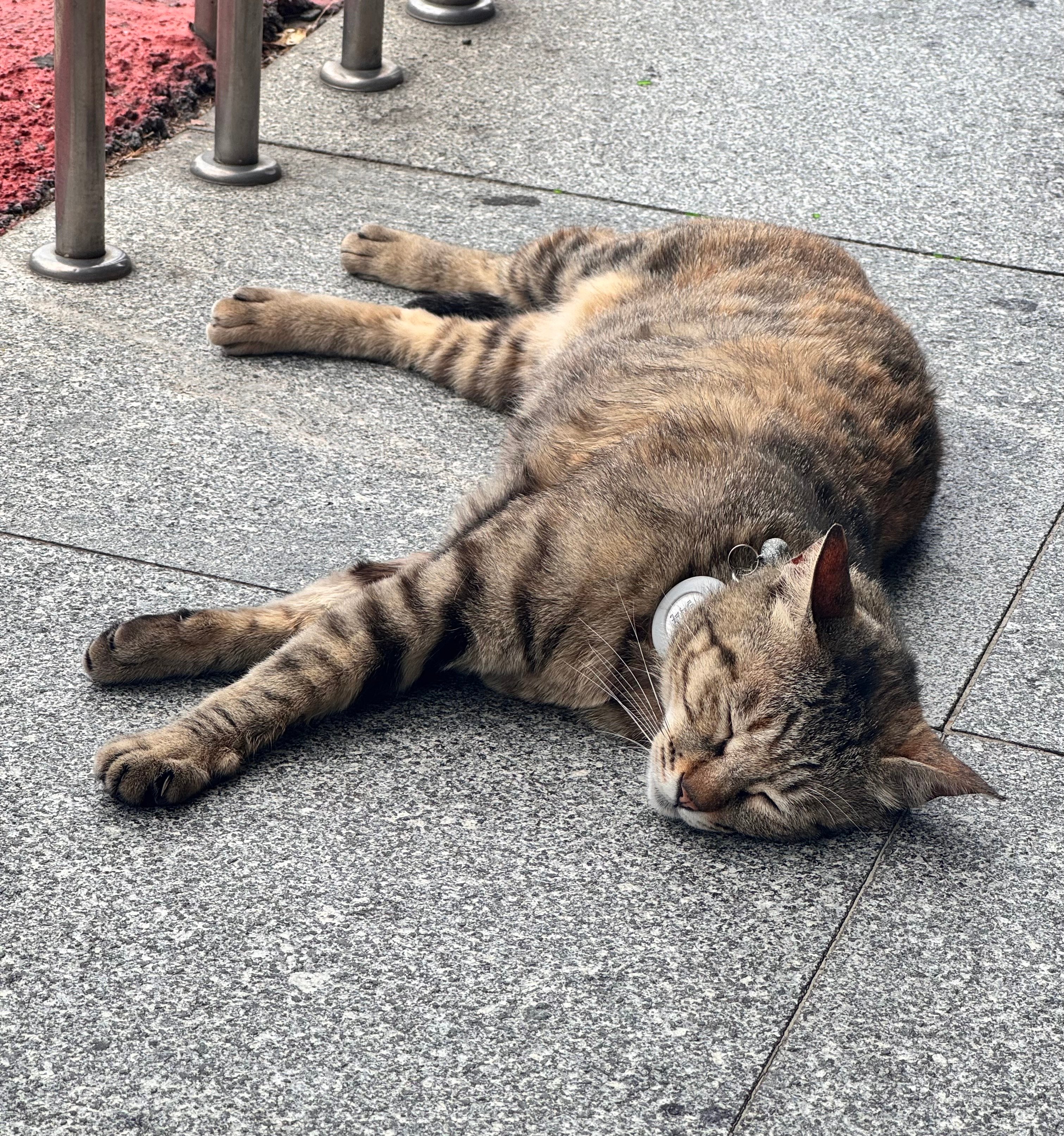 IMG_2506.jpeg