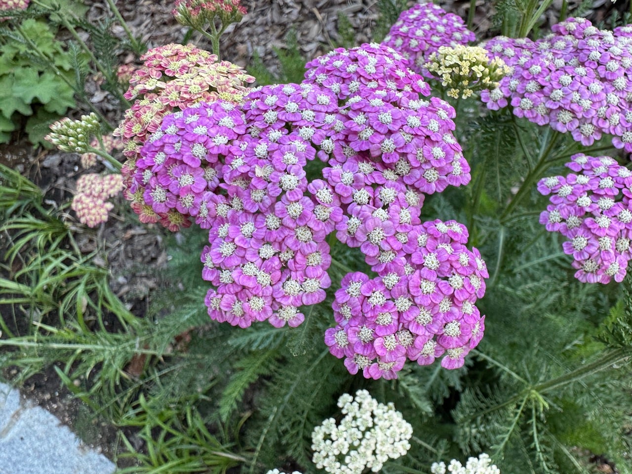 IMG_7390.jpeg
