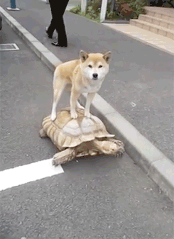 38b3b87d1a319e4ed30202cf5ba91a8d_1505467006_8936 (1).gif