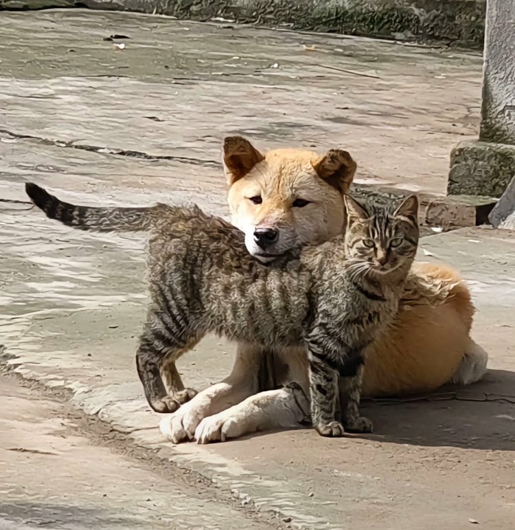 첨부 이미지