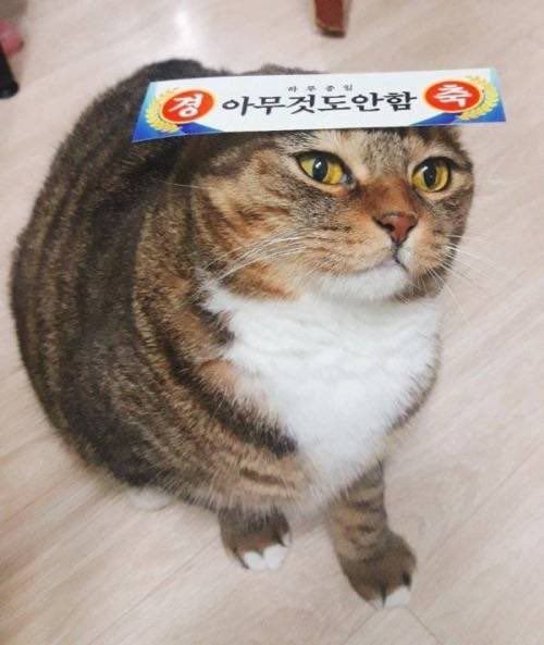 첨부 이미지