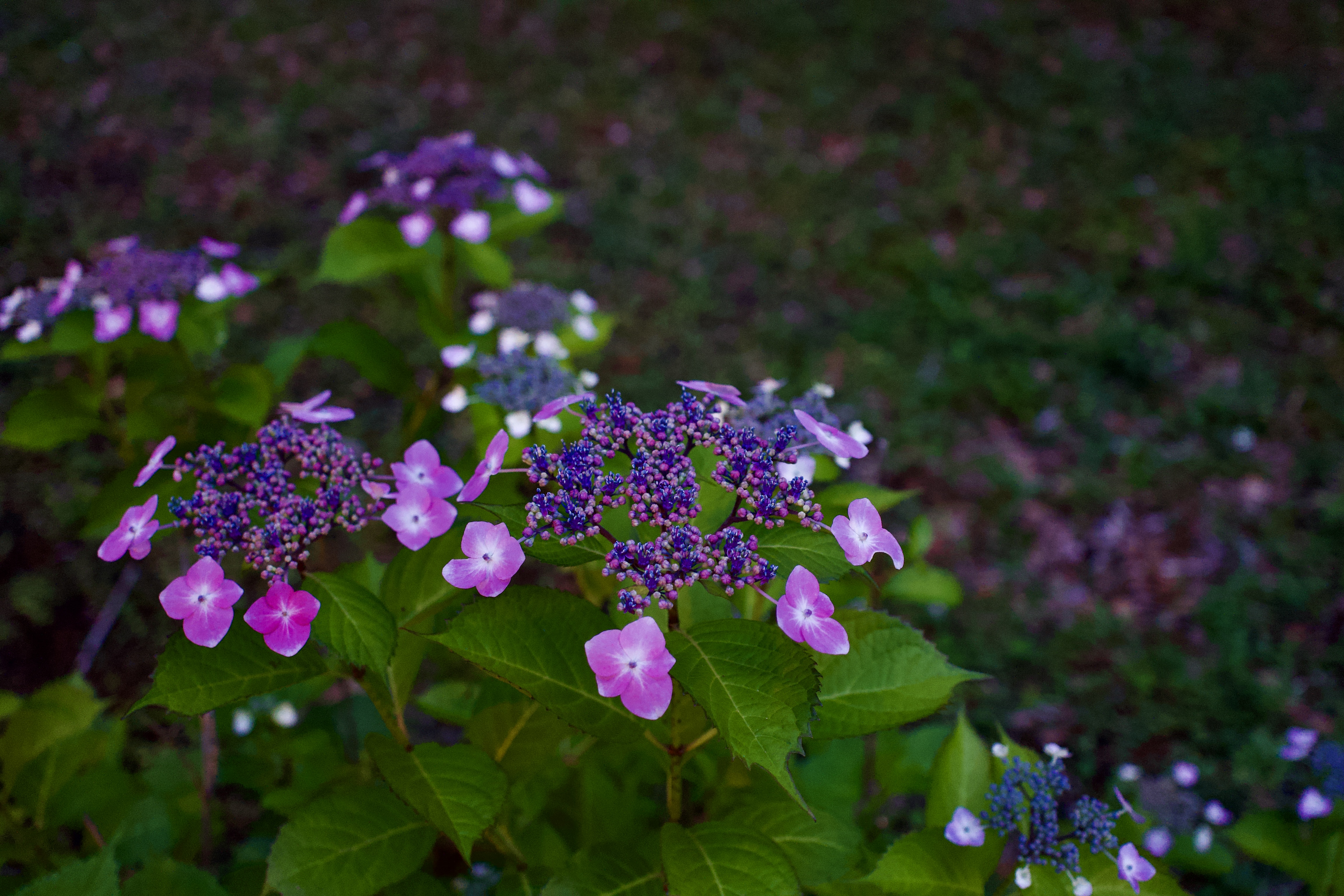 DSC01629.jpeg