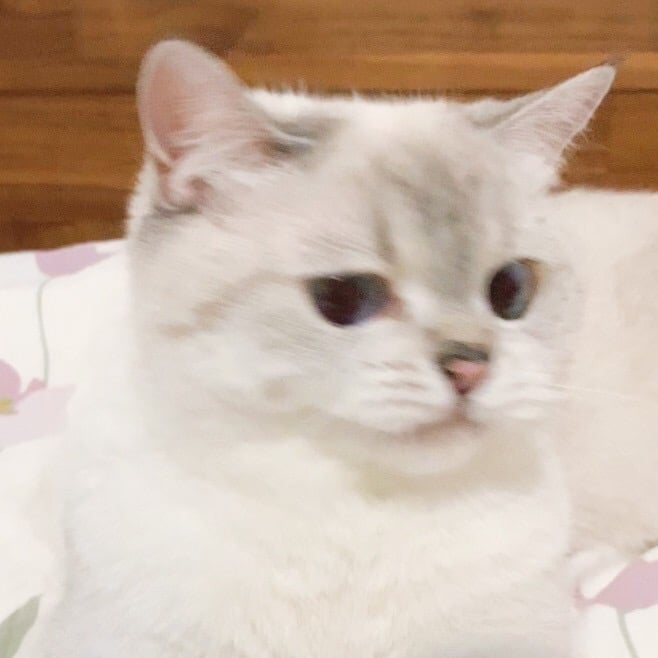 첨부 이미지