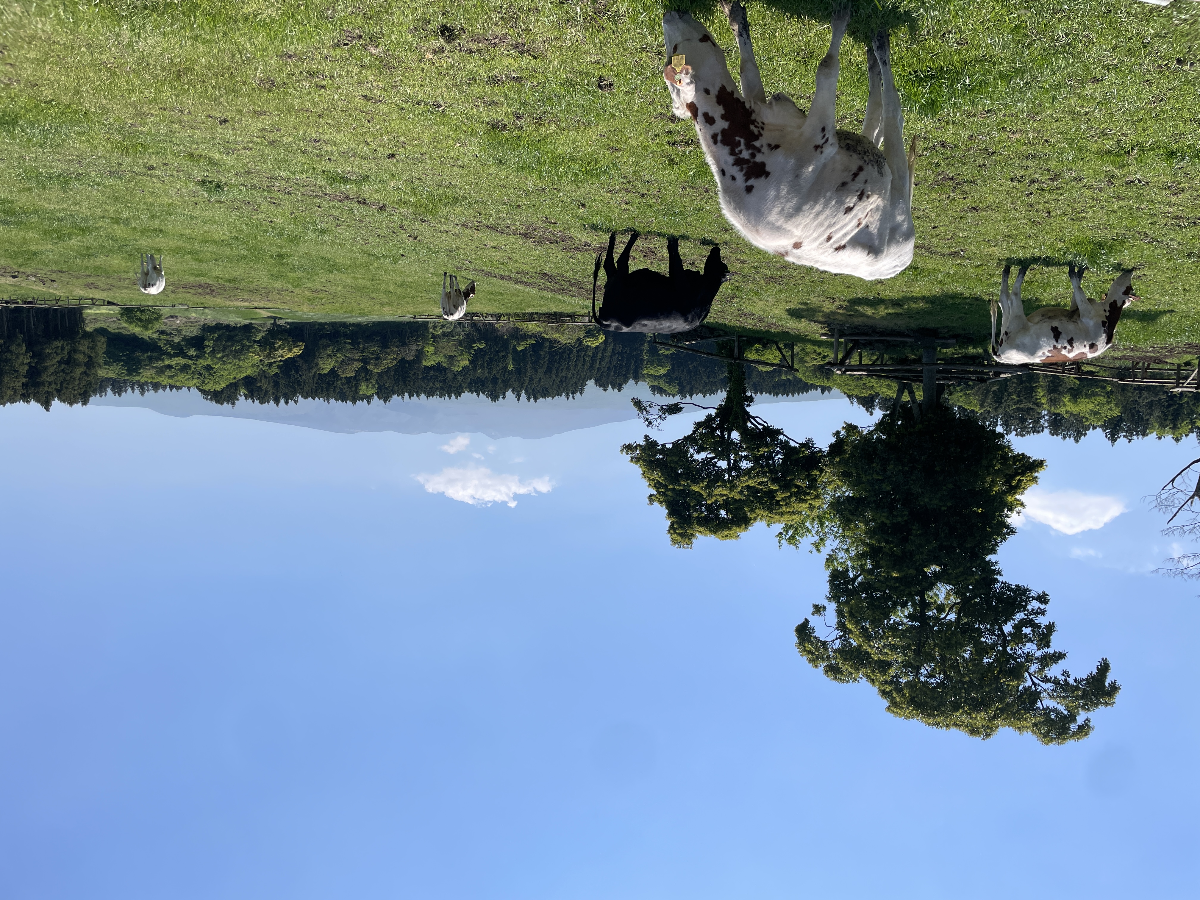 IMG_3119.jpeg