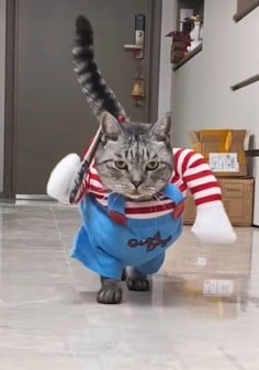 첨부 이미지