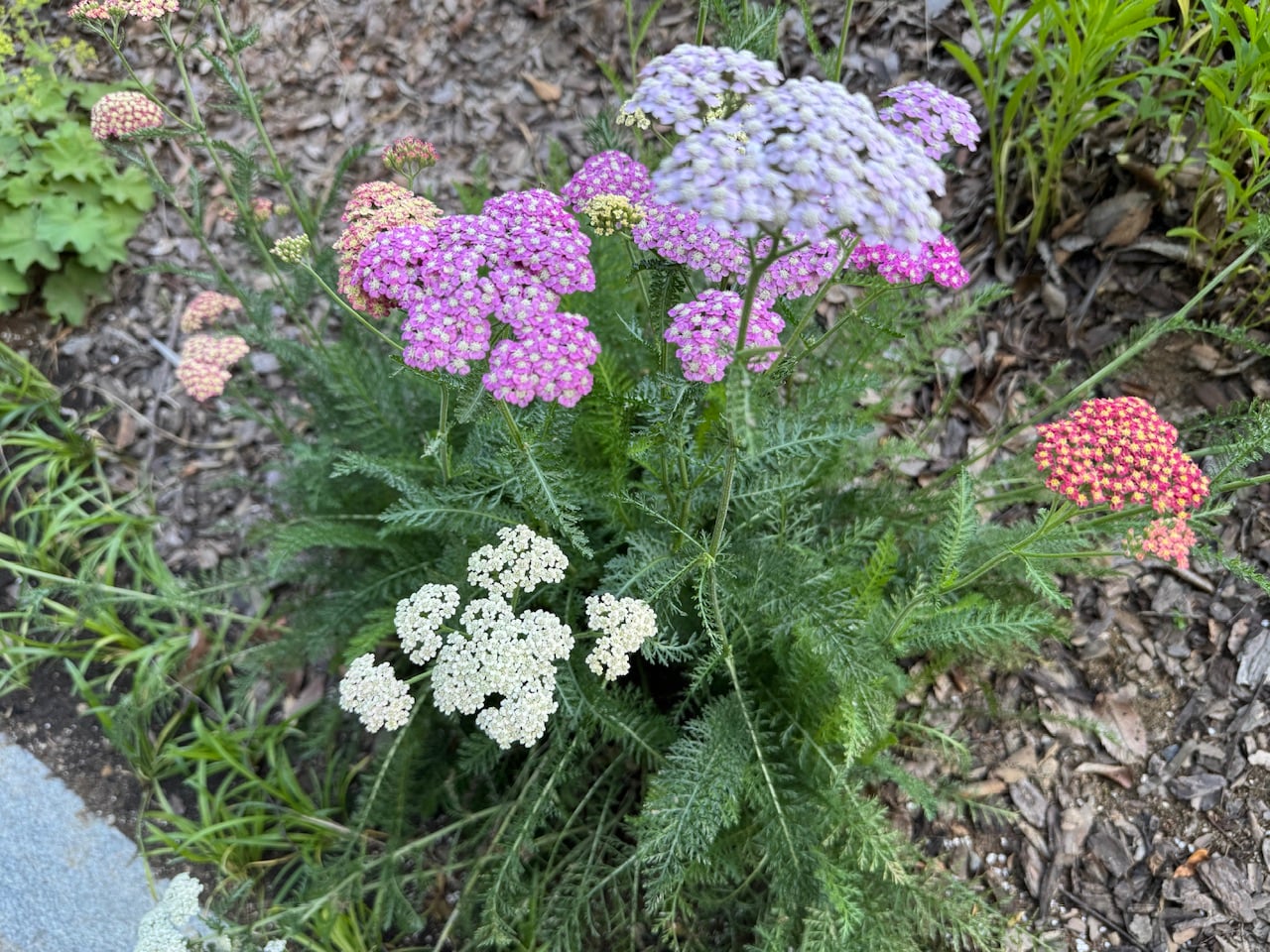 IMG_7387.jpeg