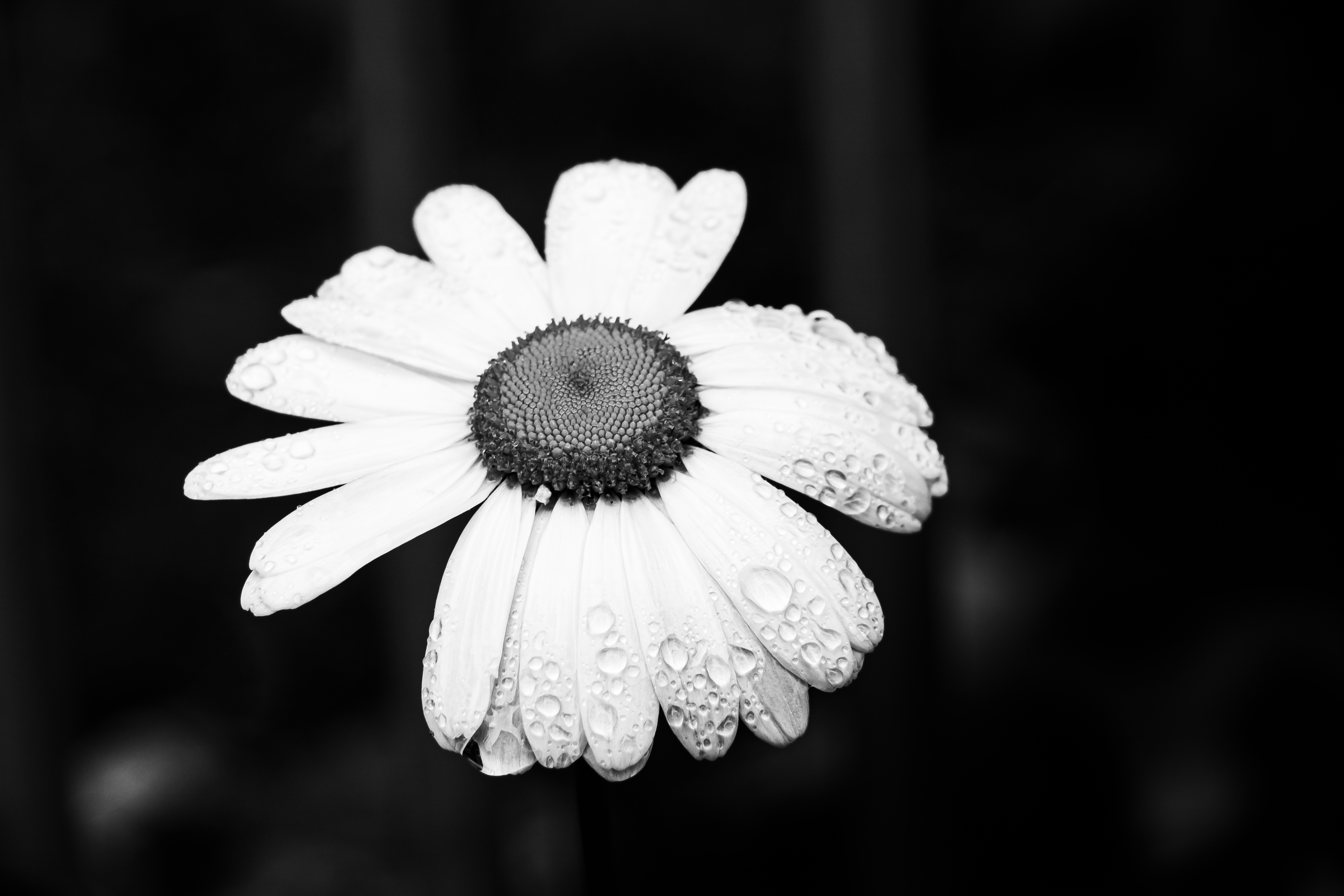 P5030220.jpg