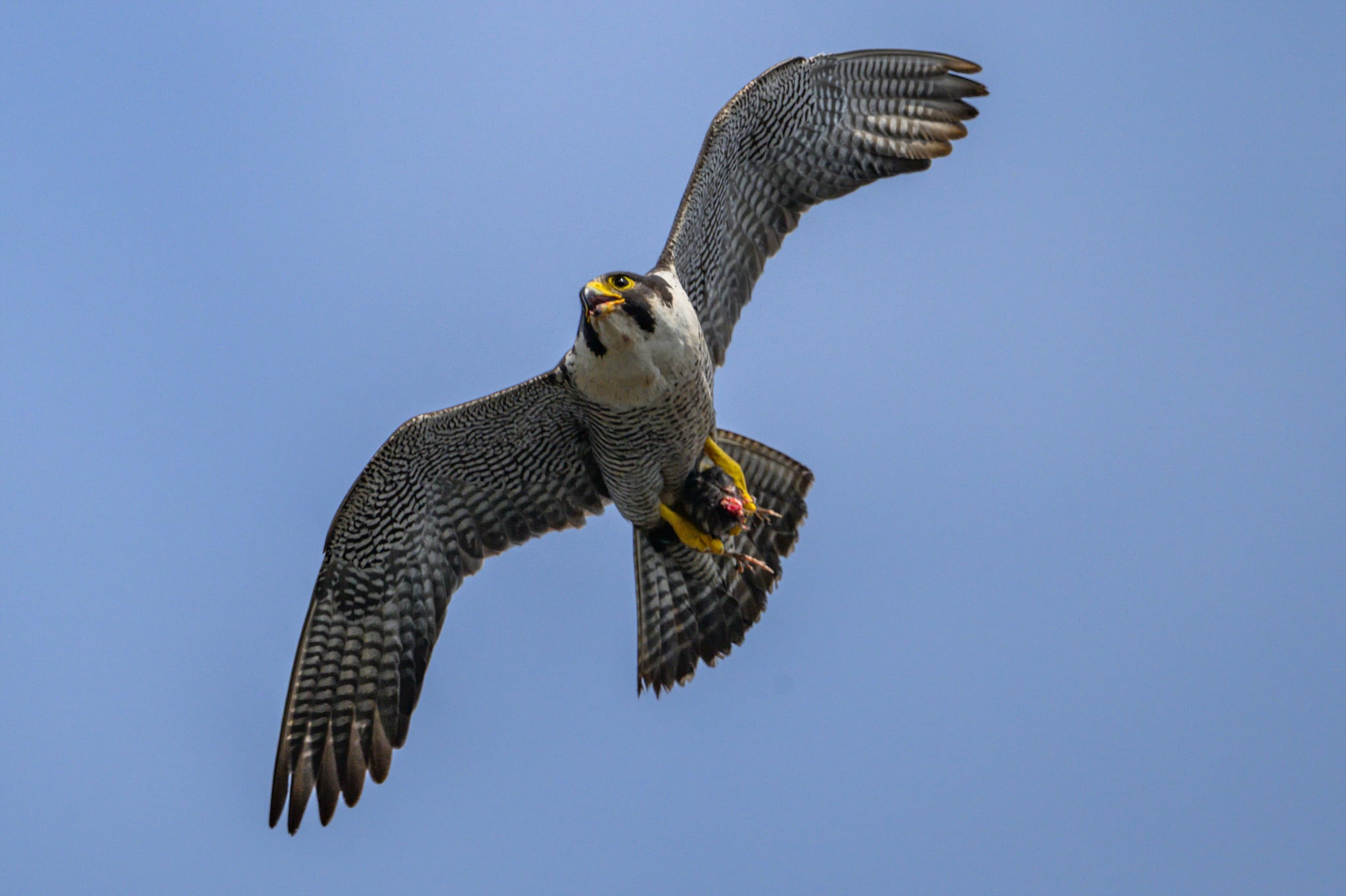 DSC_4117.jpg