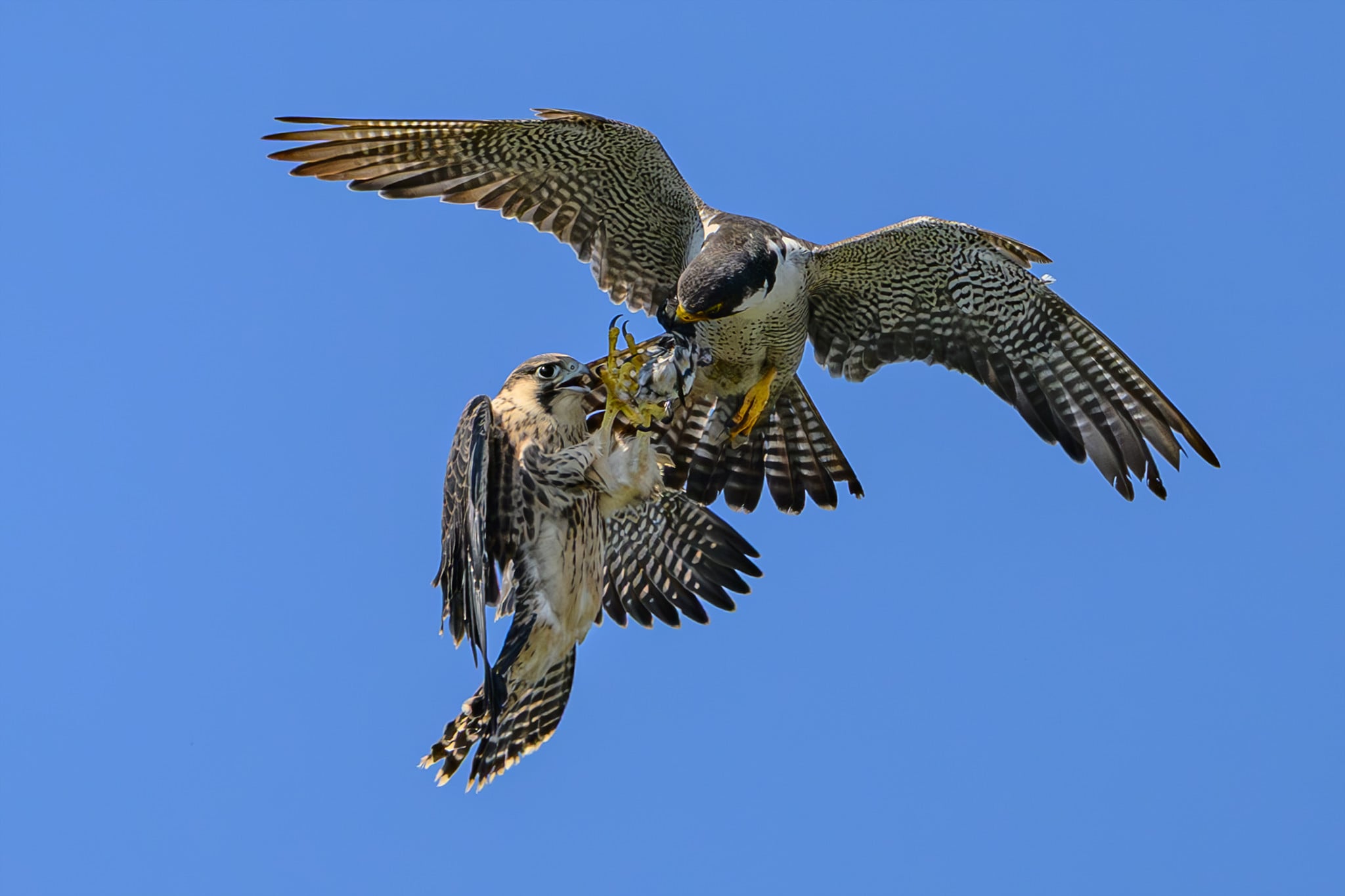 DSC_7103.jpg
