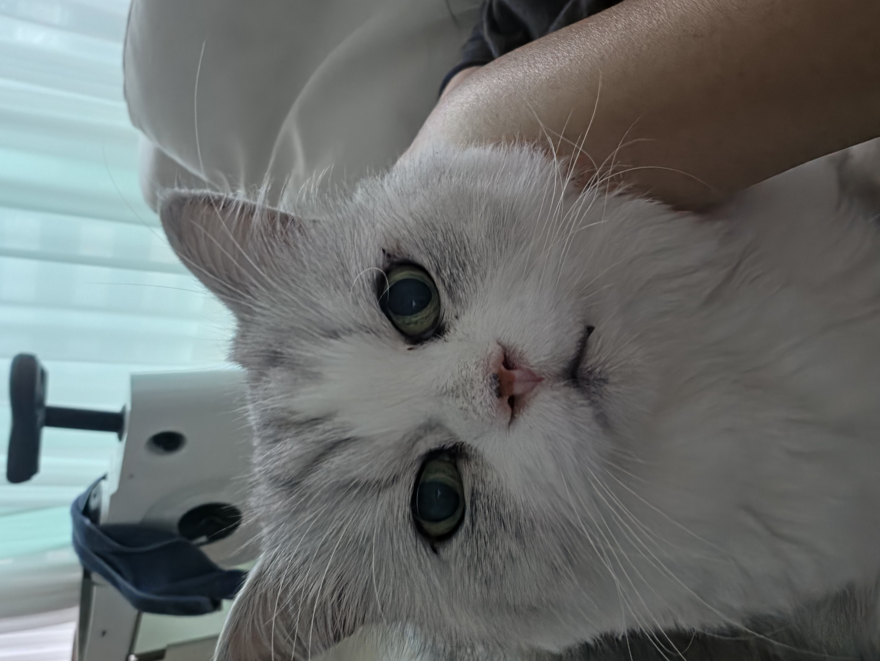 첨부 이미지